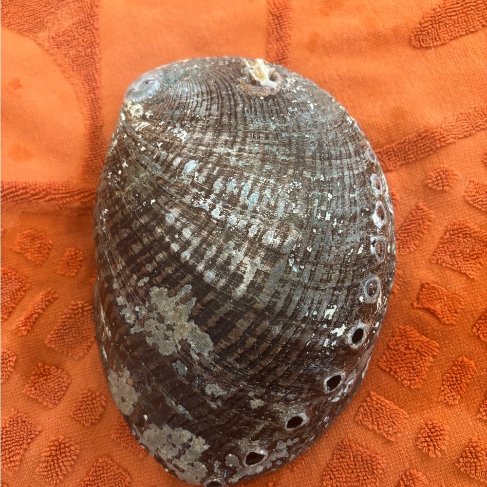 Iridescent Abalone Shell Art Piece - Picture 3 of 3